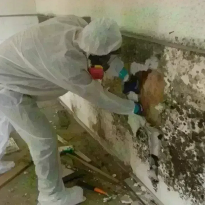 Mold Remediation and Removal in Gardner, MA